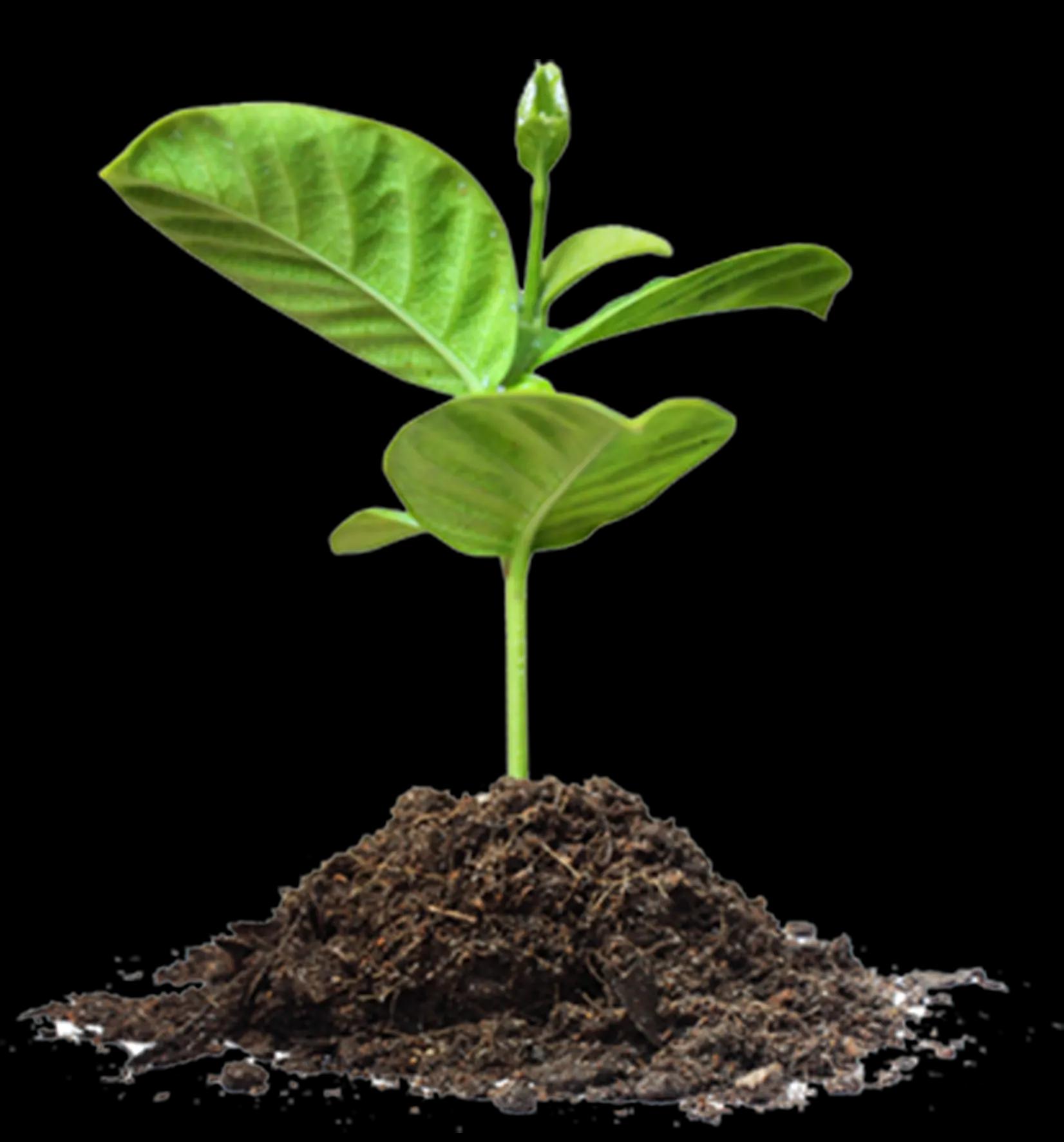 Biomass Energy consultants-SolutionBuggy
